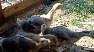 Гусь крупный серый(ещё не крупный, но растет как на дрожах).