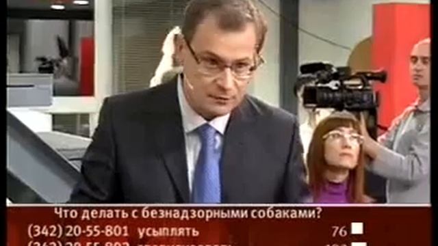 Что делать с безнадзорными собаками  Пермь