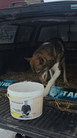 Утренний выход лаек
