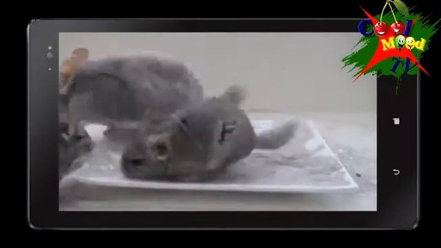 шиншила принимает ванну смотреть онлайн