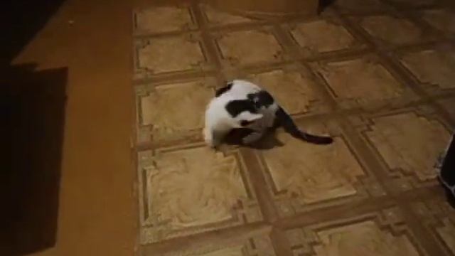 Кошка гоняется за своим хвостом на котором привязана игрушка. Прикол!!! смотреть онлайн