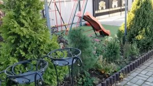 ХВОЙНЫХ много не бывает. Как вписать их в свой сад?