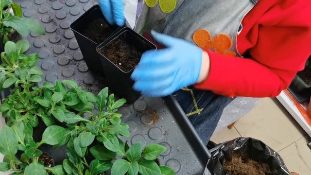 ПЕТУНИЯ от Партнер 2,5 месяца. ПЕЛАРГОНИЯ 3 месяца. Перевалка растений