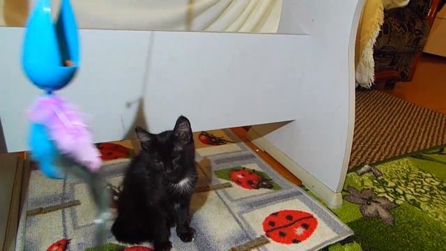 ИГРУШКА Fix Price для котят Котята Мисс Мари