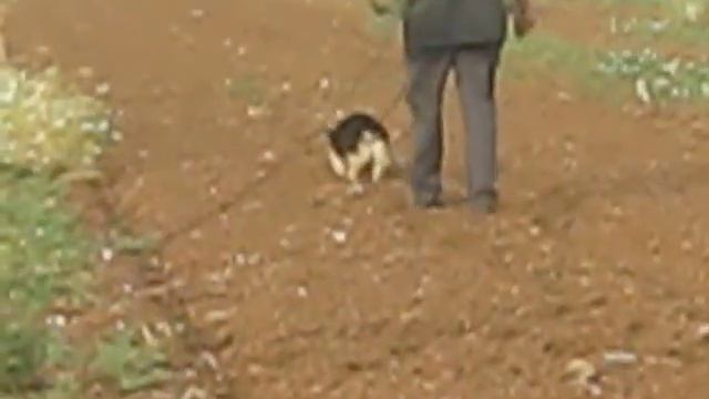 Жорик на следу-норматив ИПО 3 (видео-1 часть следа)(без предметов).25.05.2013 смотреть онлайн