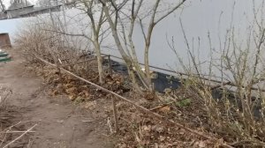 Снегопад 7 мая не дал доделать обрезку. Главное- не жалеть туи и кустарники