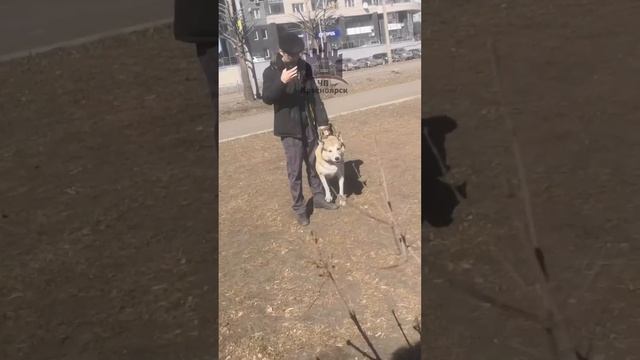 Собачники собачатся