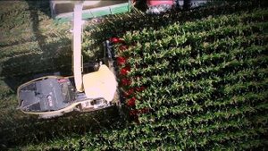 Кукурузный корнаж/карнаж жатками Capello Quasar и Diamant с различными кормоуборочными комбайнами.