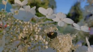 Опоздали на месяц везде.ОБЗОР САДА на 20 августа. Хоть бы сентябрь не подвёл!