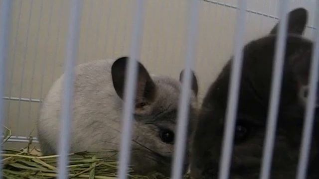 Chinchilla: Meal time! смотреть онлайн