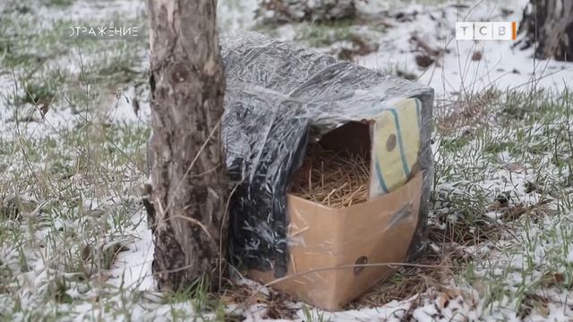 Приднестровский Хатико смотреть онлайн
