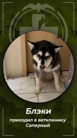 Блэки 8 лет, пришел на прием с нарушением работы ЖКТ. Клинка БиоВет Саперный.