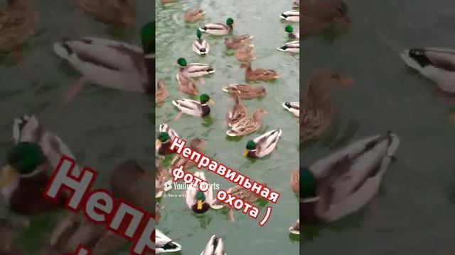 почему тюлени в трусах😂