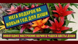 МЕГА подарок на Новый год для души, родных, любимых Новогоднее настроение Верим в чудеса Цветы души