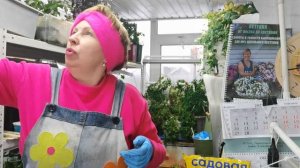 ПЕРЦЫ прут, но НЕ на дрожжах? Чем кормлю? Пробую вкусный грунт