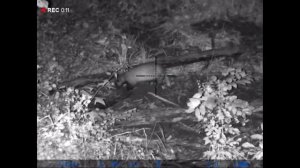 Охота на кабана.\\ Добыл молодого секача. Hunting for a wild boar from a storehouse.