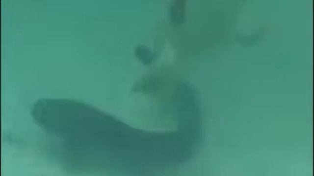 Пес ловит рыбу. смотреть онлайн