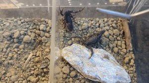 Hottentotta Gentili breeding/mating