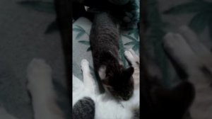 Годовалый котёнок сосёт сиську.