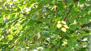 01.1 Душа Безмолвия. Гимны