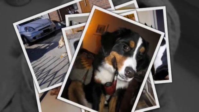 САМЫЕ СМЕШНЫЕ СОБАКИ 2015 - Лучшая Подборка #58 - Прикольные и Весёлые Собаки - ДО СЛЁЗ смотреть онлайн