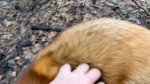 Алиса лиса. Чем заболел Макс (What made Max sick).