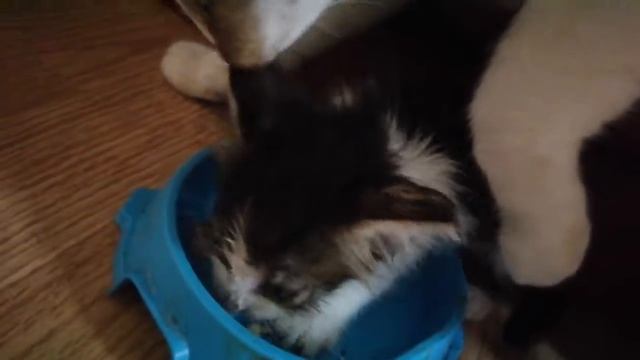 Малыш котик рычит. Мяско никому не отдаёт.) смотреть онлайн