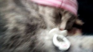 Настя сосёт соску🐱🐈🍼🍼