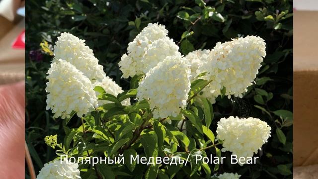 Гортензии из питомника В Глуховой. Распаковка посылки. 06.04.2024г.