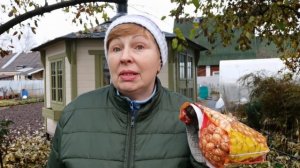 Лук под зиму первый раз/ Яблоки- отличное удобрение/ Не рано ли закрыла  розы?