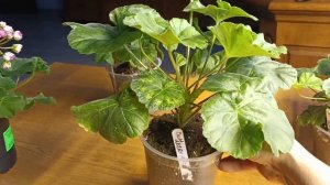 Прощаюсь с сортом второй раз!