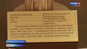 Селекция озимой пшеницы в Ульяновском ГАУ