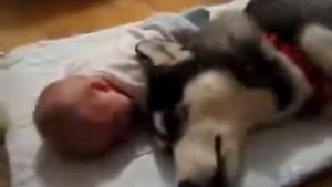 Ребенок плачет, а собака воет