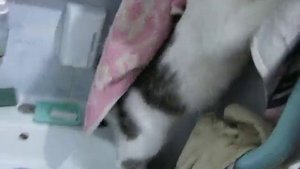 Кнопка в банке. Кошачьи шалости. Cat in a glass jar.