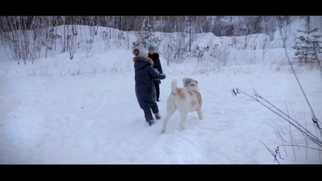 Алабай 1 год.)