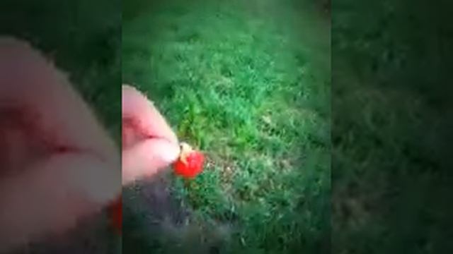 Моя СОБАКА ♥️ тойчик смотреть онлайн