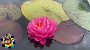 Нимфея Ploy Chompoo (Фокус с Чомпу) кувшинка, waterlily, водные растения, пруд