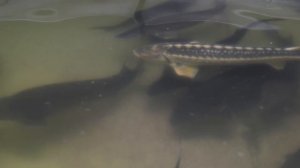 Книга по выращиванию рыбы в УЗВ