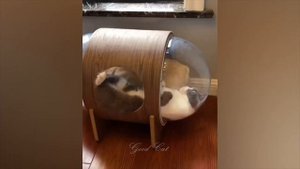 Собака пукнула и кот задохнулся