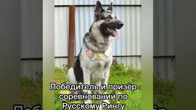 "С благодарностью к предкам" смотреть онлайн