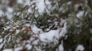 Снег на деревьях. Релакс  музыка, зима, фоновая музыка 1080р