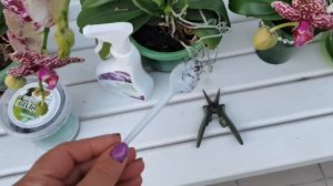 Были брошены под ёлкой. Им пошло на пользу. Как бороться с корневой гнилью на орхидеях?