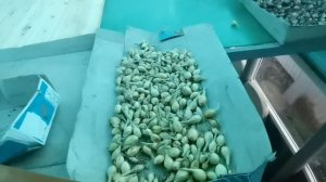 Вот это лук из семян за сезон по 700 грамм, а две луковицы 1кг 300 гр. Результат отличный