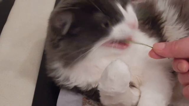 Наш кот Ушан ест траву!!! смотреть онлайн