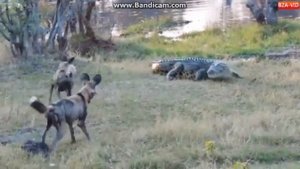 Крокодил против диких собак !!!!!!!