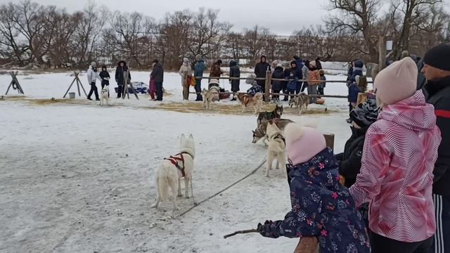 По дороге за хлебушком! Саратовская деревня хаски.Рассказывает Сергей Уткин. смотреть онлайн