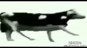 у коровы запор😁