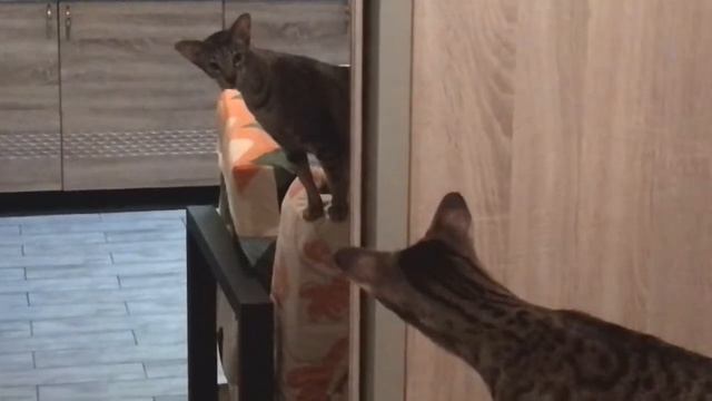 Кошки смотрятся в зеркало / Cats look in the mirror