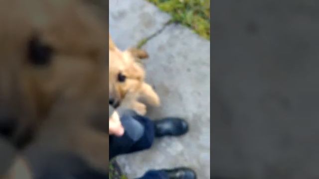 Собака проводит опыты со мной!!!!! смотреть онлайн