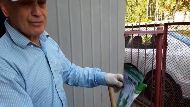 Сосна горная Пумилио. Pinus mugo Pumilio. Посадка